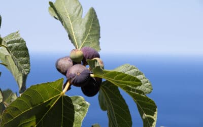 The Mystery of the Fig Tree