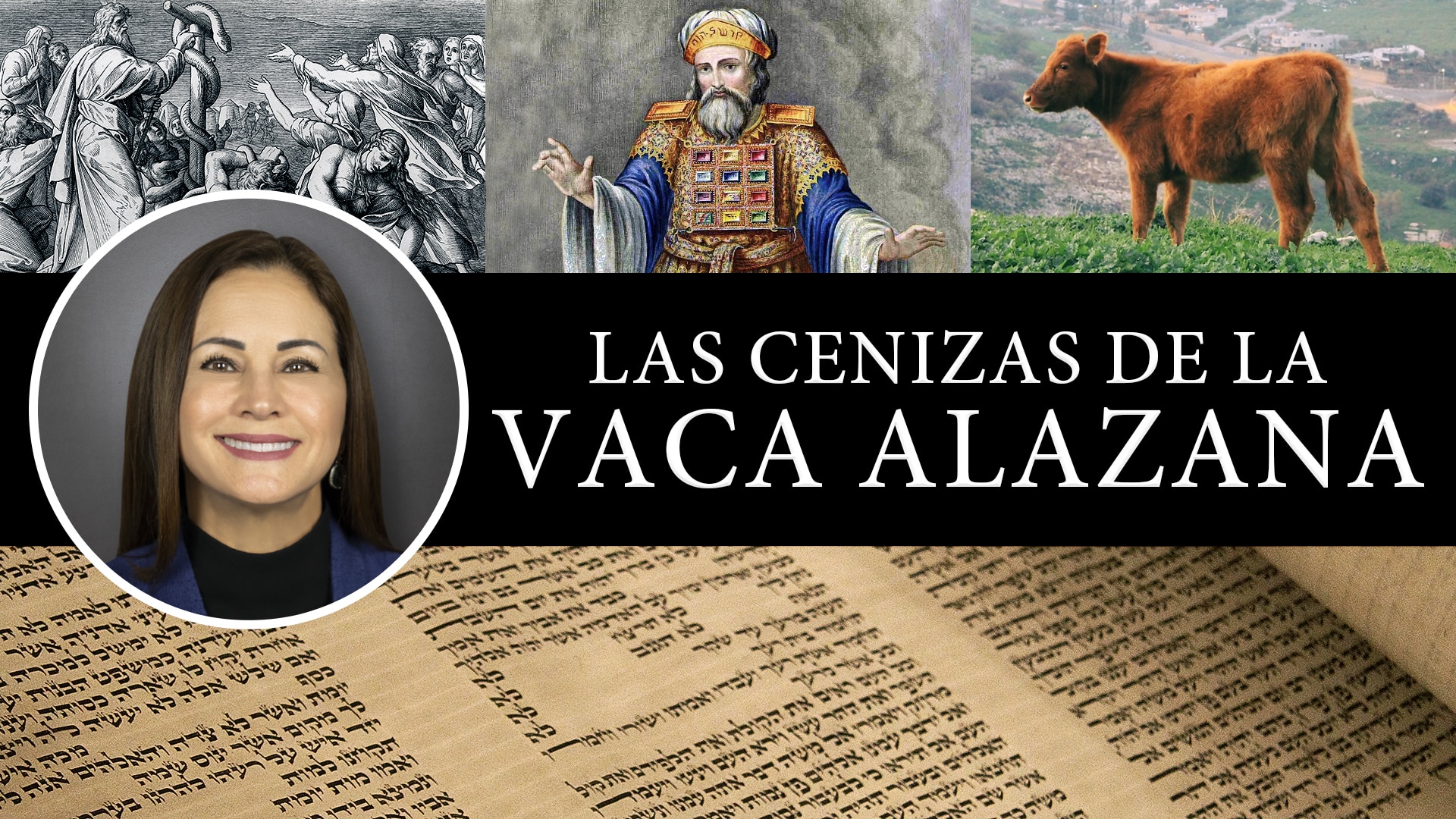 Miniatura Las Cenizas de la Vaca Alazana
